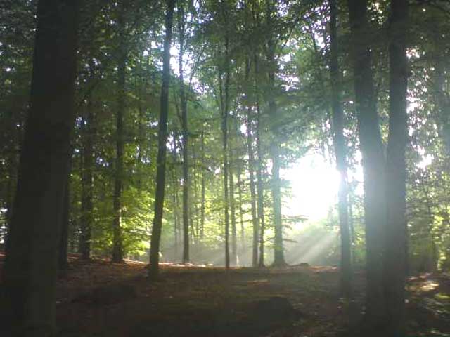 Wald