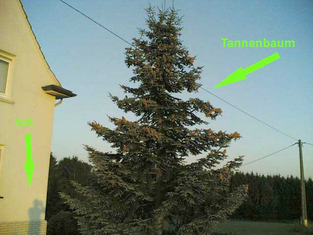 Tannenbaum