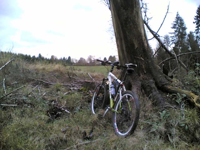 Bike im Wald