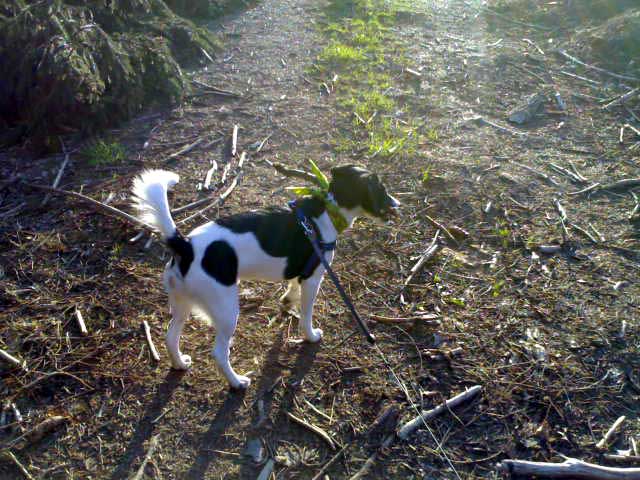 Paul im Wald