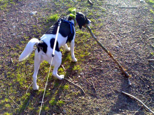 Paul im Wald