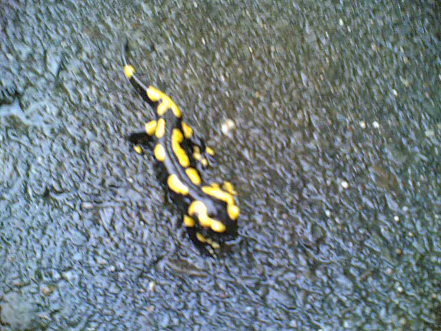 Salamander