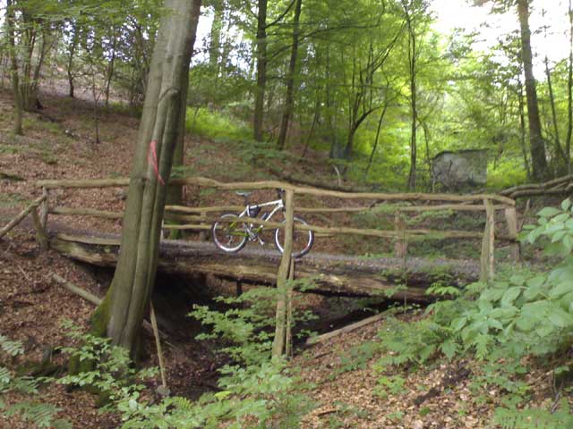 MTB im Wald