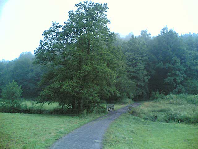 Wald