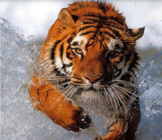 Tiger im Tank