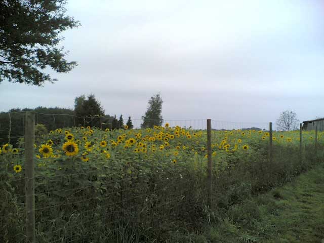 Sonnenblumen