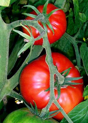 Tomaten