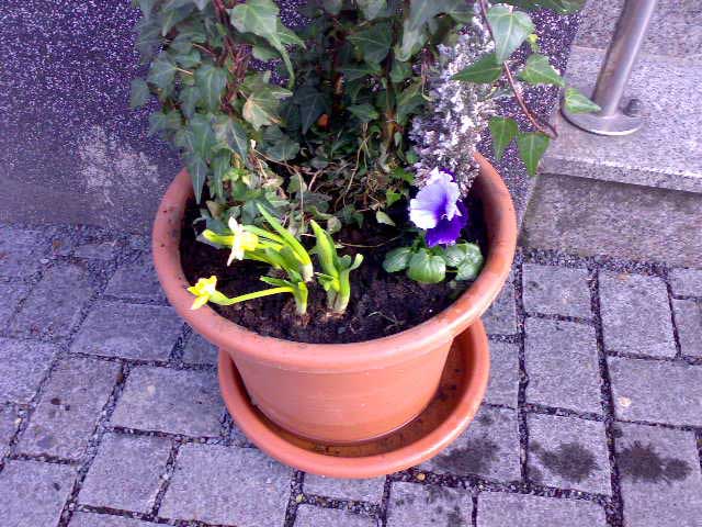 blumen