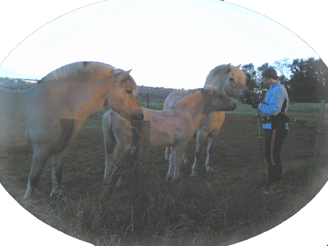 Anja und Pferde