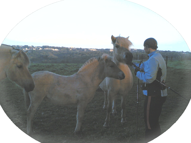 Anja und Pferde