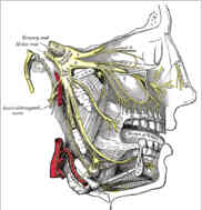 Trigemius