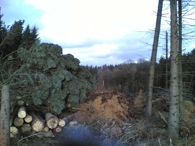 Sturmschäden