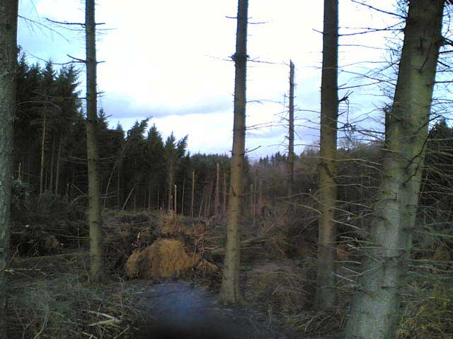 Wald