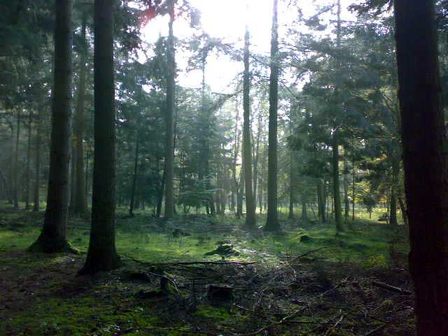 Wald in Dinklage