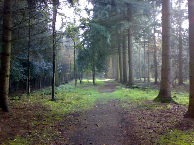 Wald in Dinklage