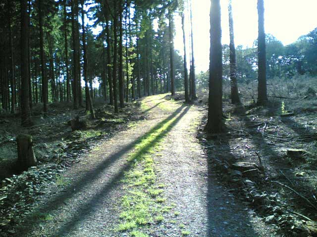 Waldweg