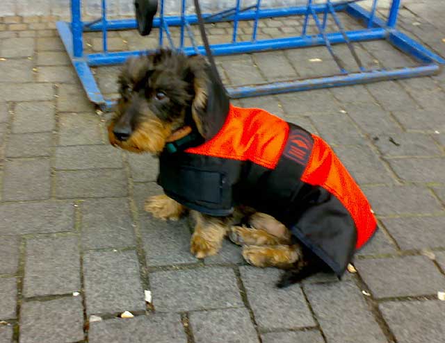 Hund mit Jacke