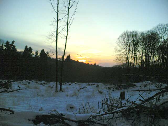 Abendwinterwald