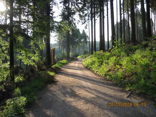 Weg durch den Wald