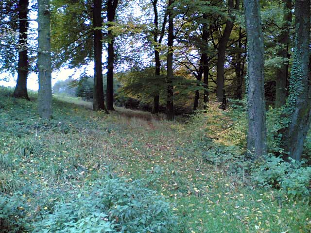 Wald