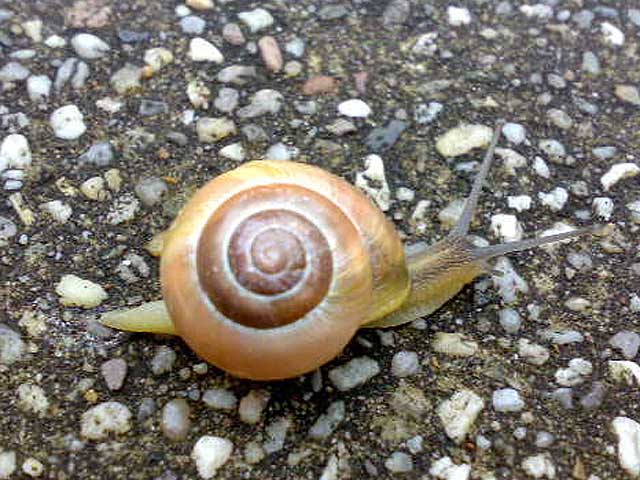 Schnecke