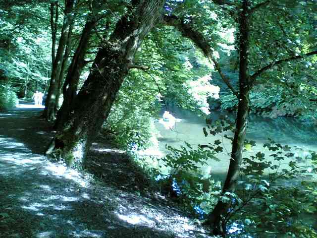 Wald zwischen Burg und Glüder