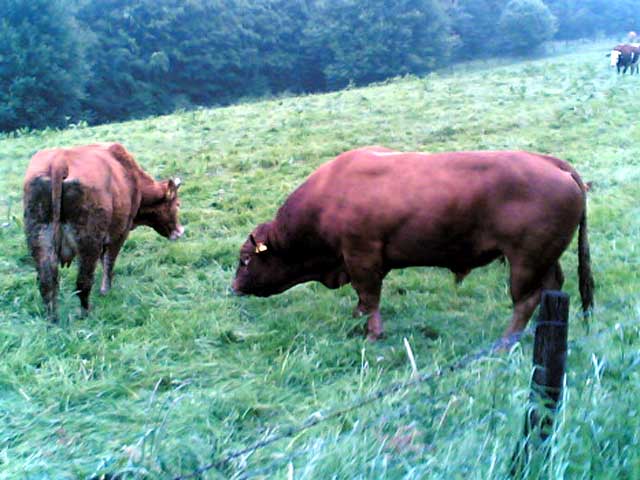 Bulle und Kuh