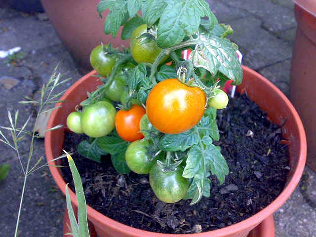 Tomaten