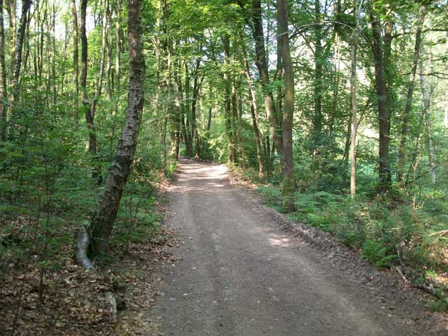 Waldweg