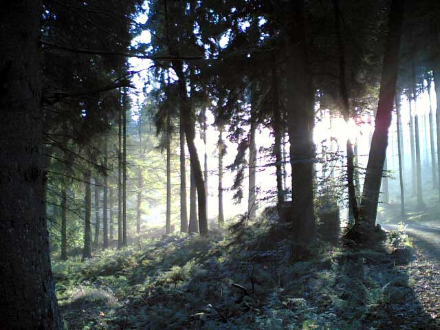 Wald