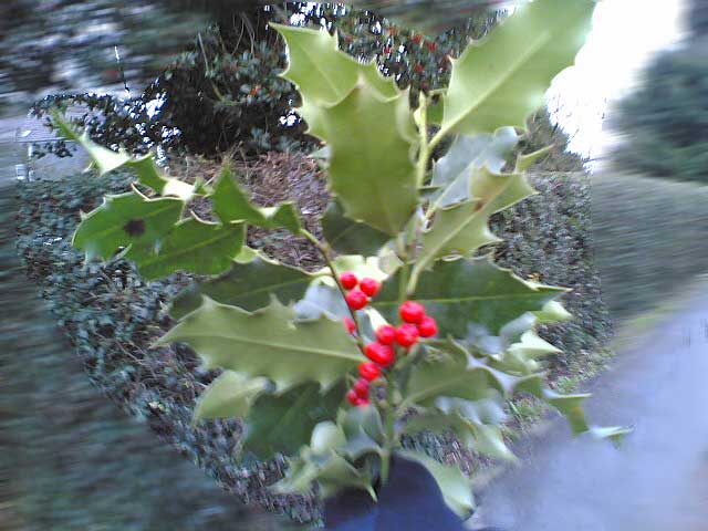 Ilex oder Stechpalme