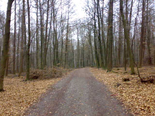 Wald