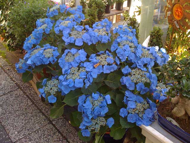 Blaue Blumen
