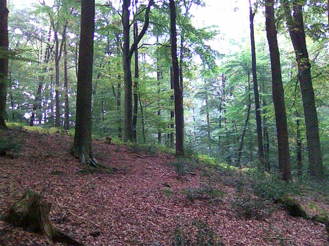 Wald